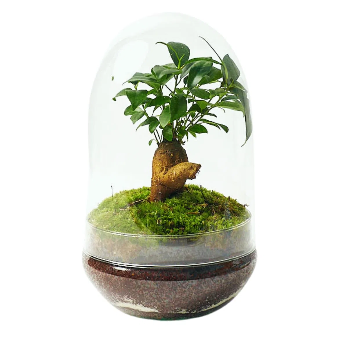 Terrario Plantas Cristal - Cúpula con Ficus Ginseng | Jardin Eterno en Cristal o Ecosistema Cerrado | Ideal para Decoración Hogar | Terrarios Autónomos | Mediano, 30 cm x 19 cm