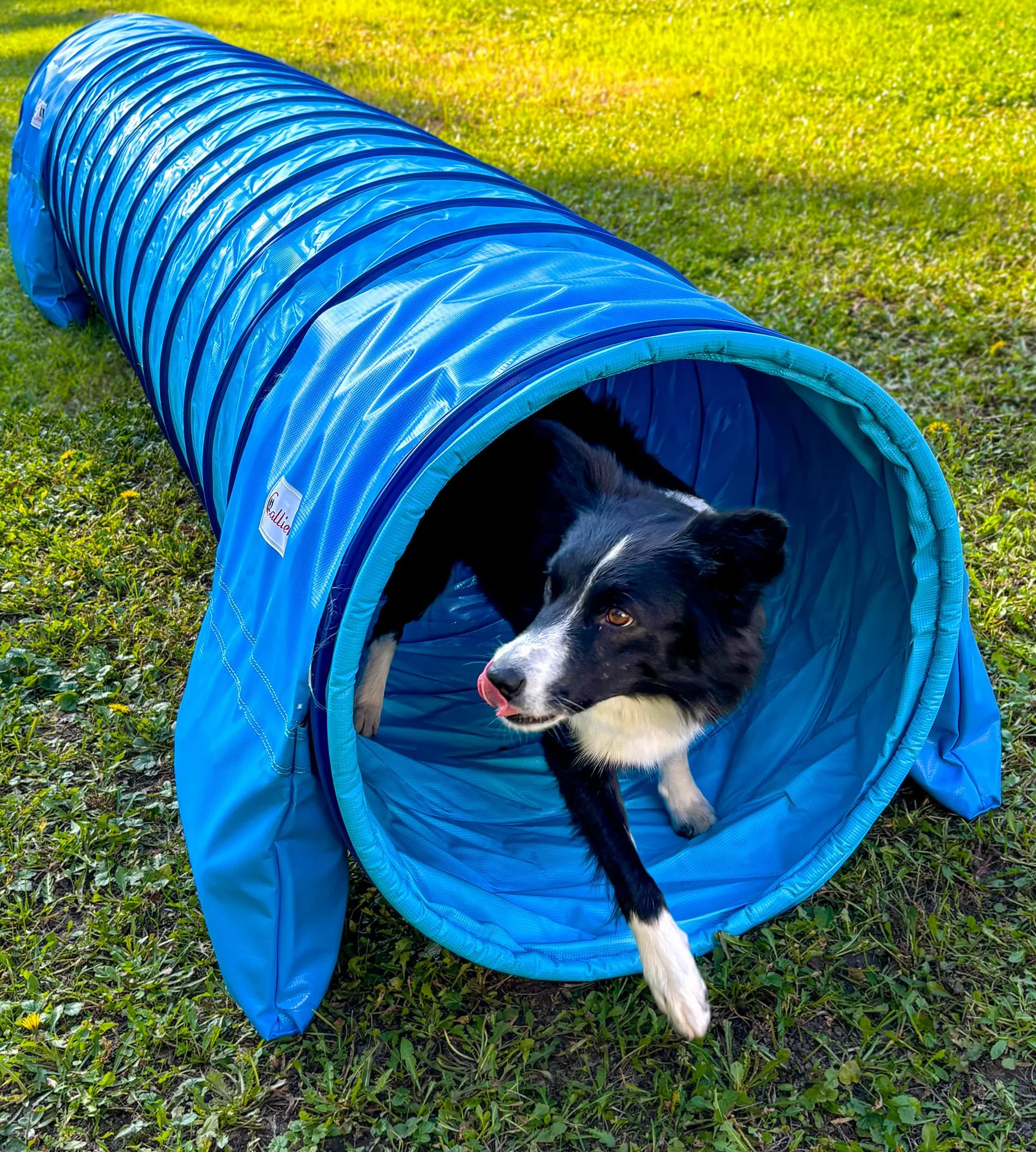 Callieway® Dog Agility Tunnel - Túnel de agilidad para perros (4 m)