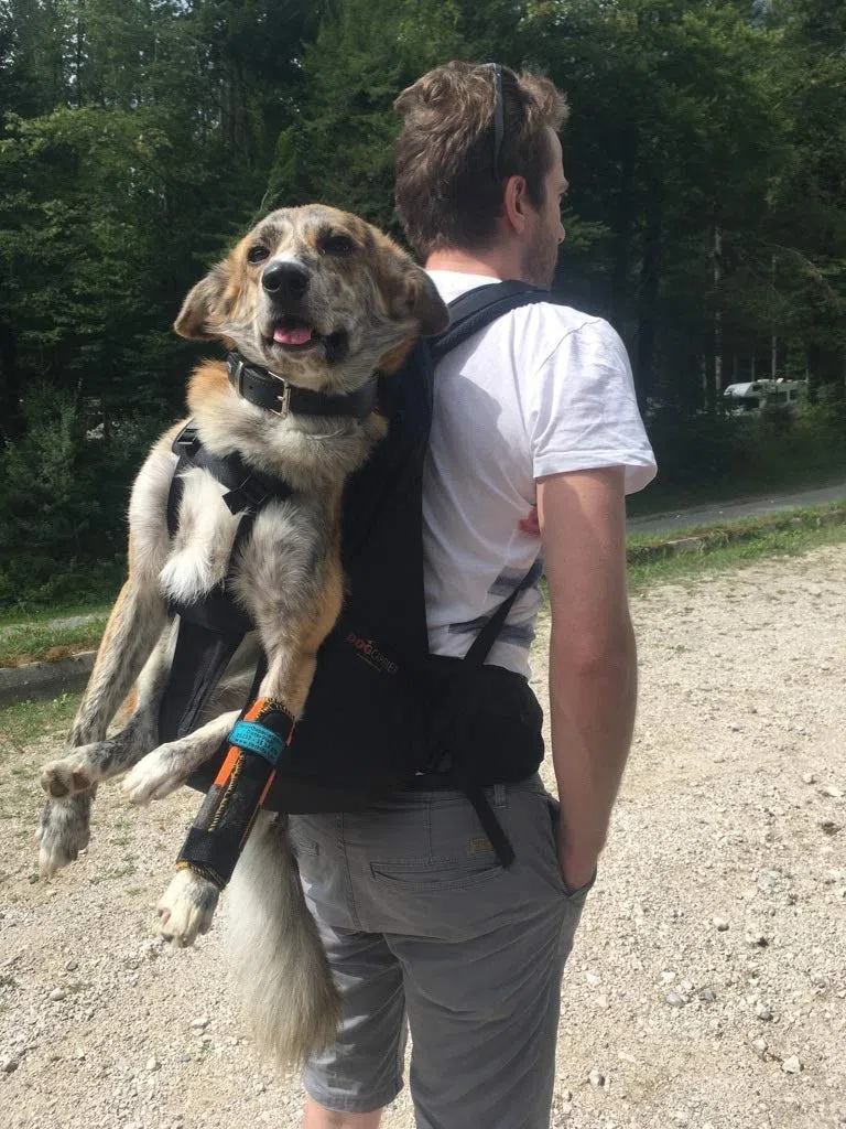 Dog Carrier Mochila para perros de alta calidad como bolsa de transporte para perros de 8 a 16 kg